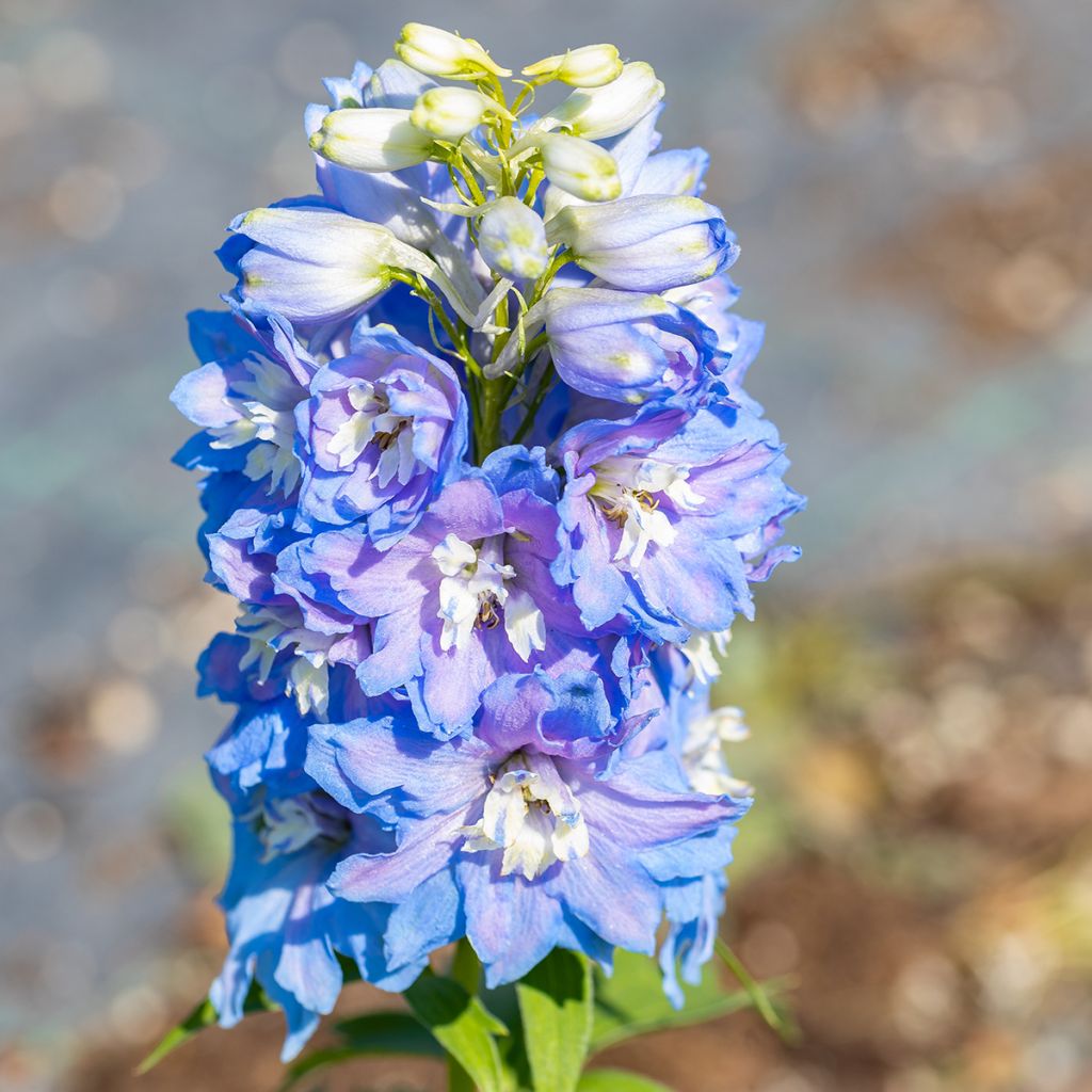 Delphinium Magic Fountains Sky Blue-White Bee - Larkspur