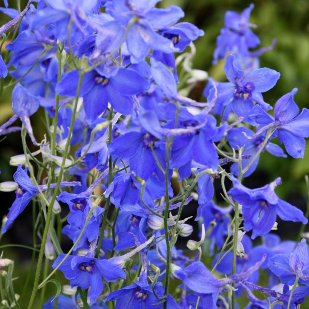 Delphinium Völkerfrieden