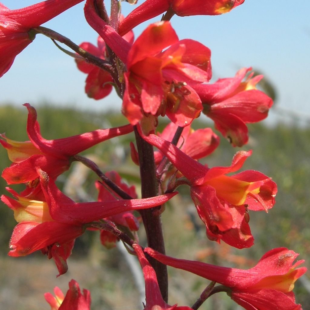 Delphinium cardinale, Pied d Alouette