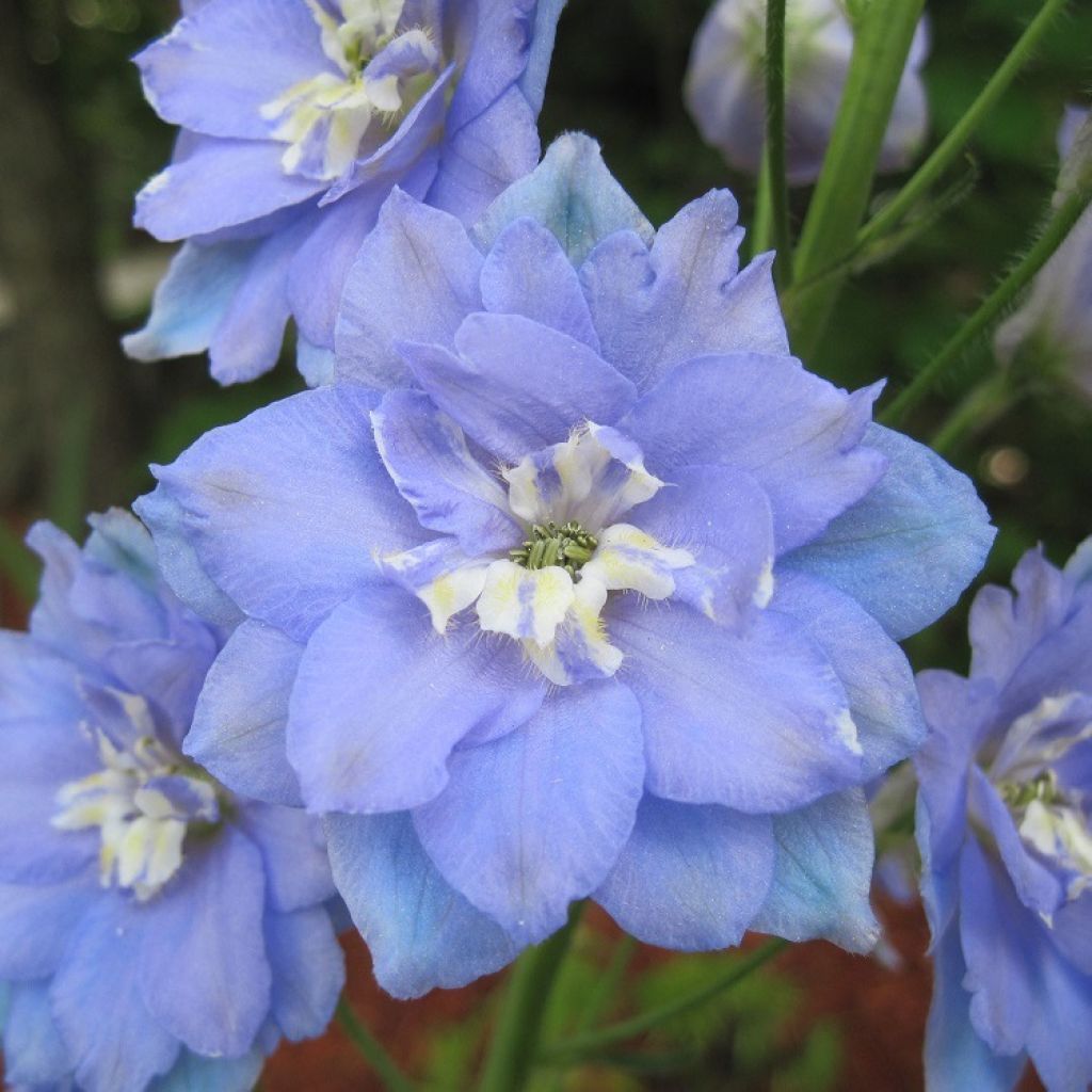 Delphinium elatum Morning Lights - Larkspur