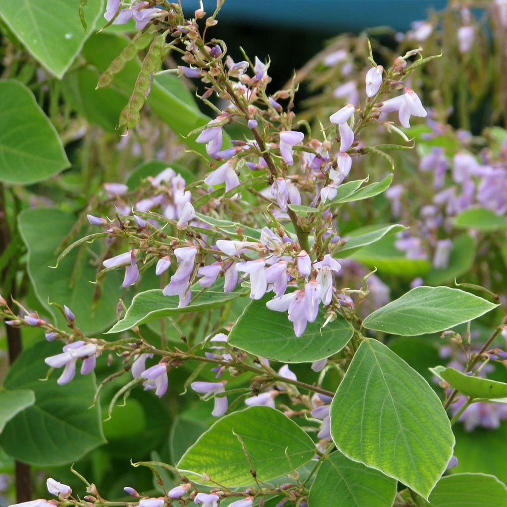 Desmodium elegans