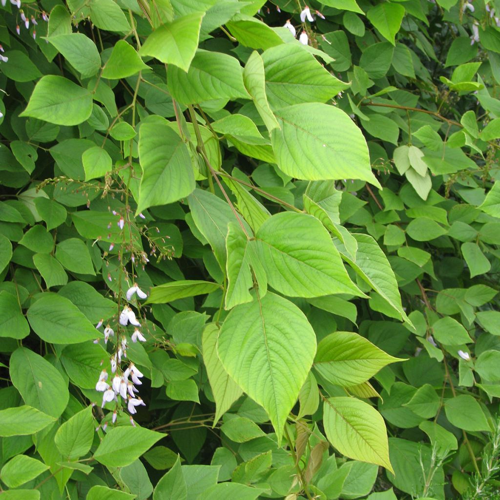 Desmodium elegans