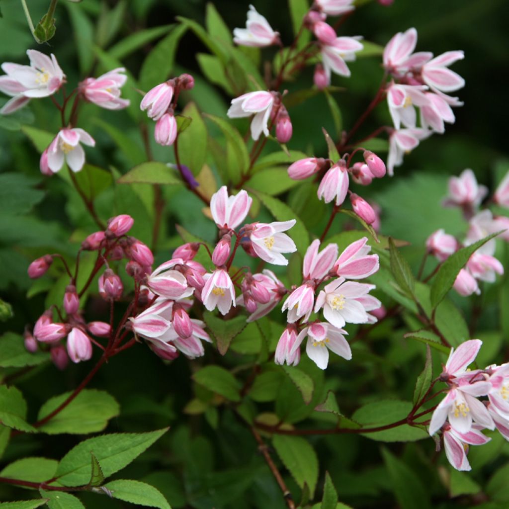 Deutzia Yuki Cherry Blossom