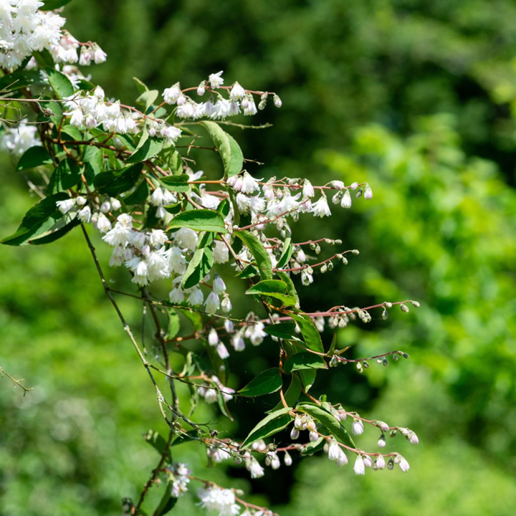 Deutzia scabra Codsall Pink
