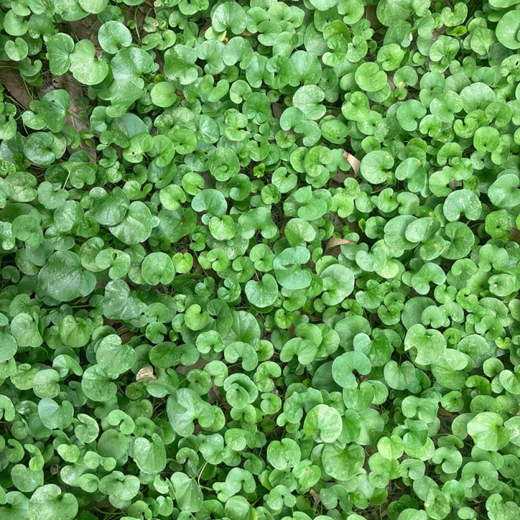 Dichondra repens seed