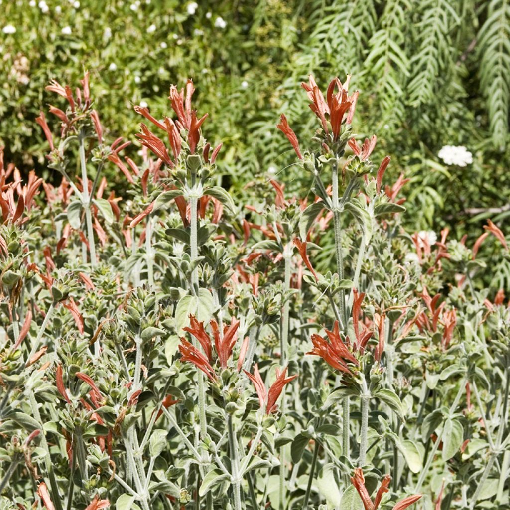 Dicliptera squarrosa - Tree Fern