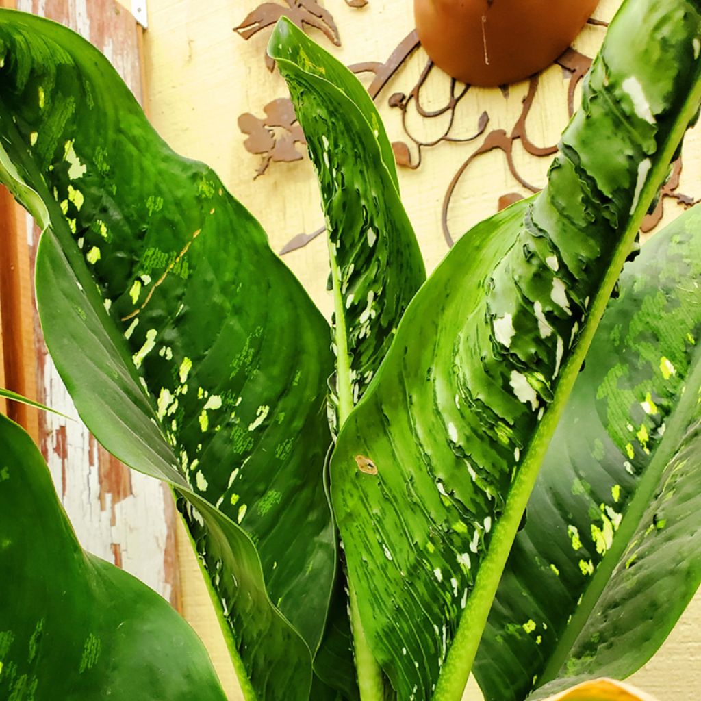 Dieffenbachia seguine Crocodile - Dumb cane