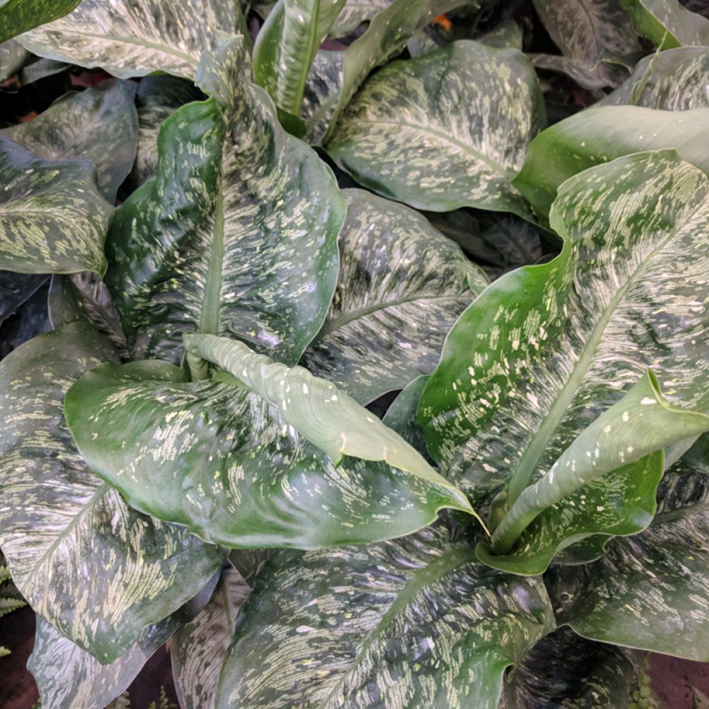 Dieffenbachia seguine Tropic Snow - Dumb canes