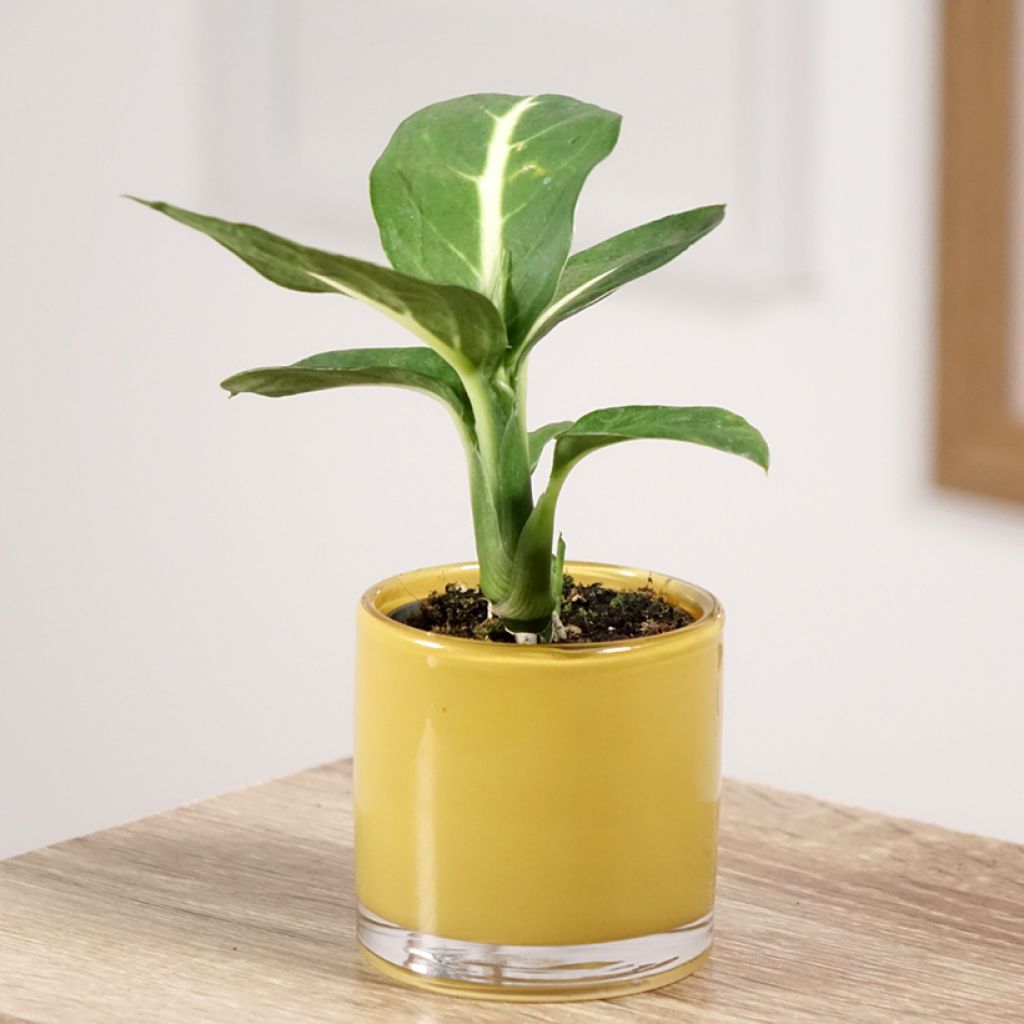 Dieffenbachia Sterling - Dumb cane