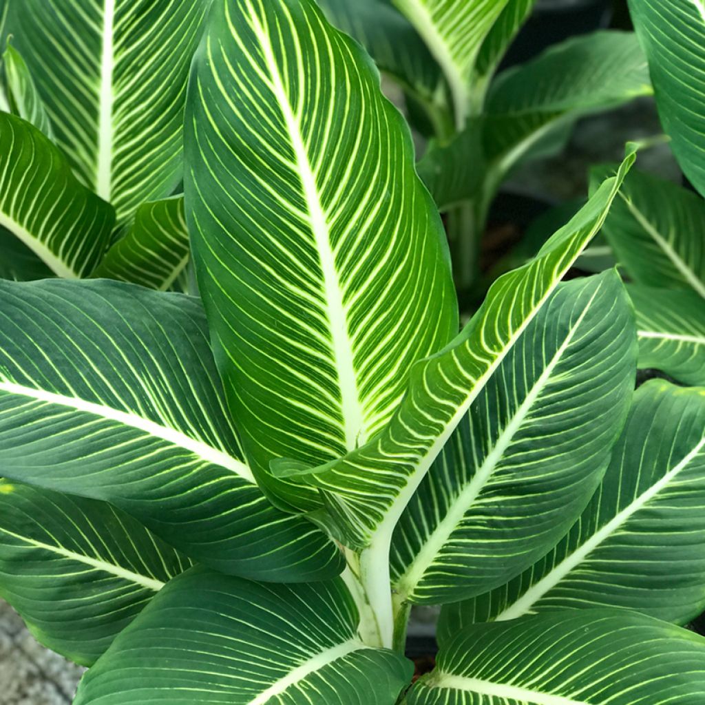 Dieffenbachia Sterling - Dumb cane