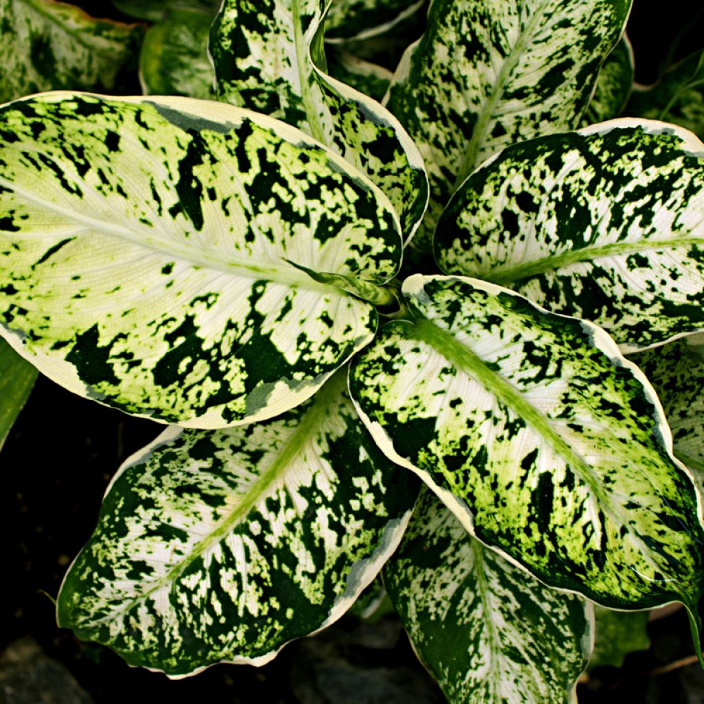 Dieffenbachia maculata Amy - Dumb cane
