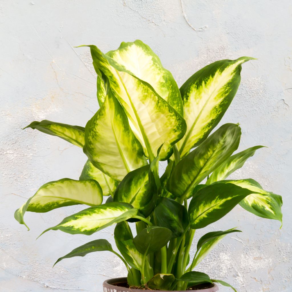 Dieffenbachia seguine Camilla - Dumb cane