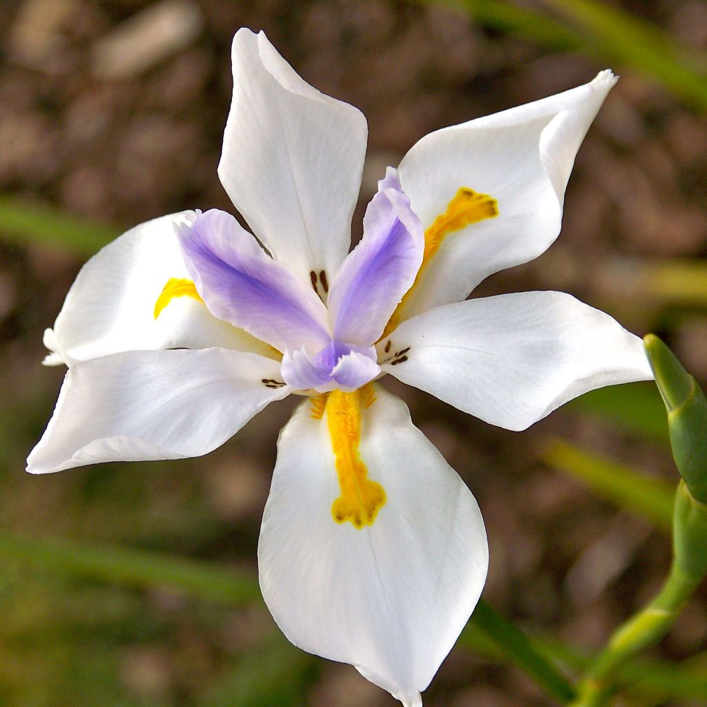 Iris des Fées - Dietes Grandiflora
