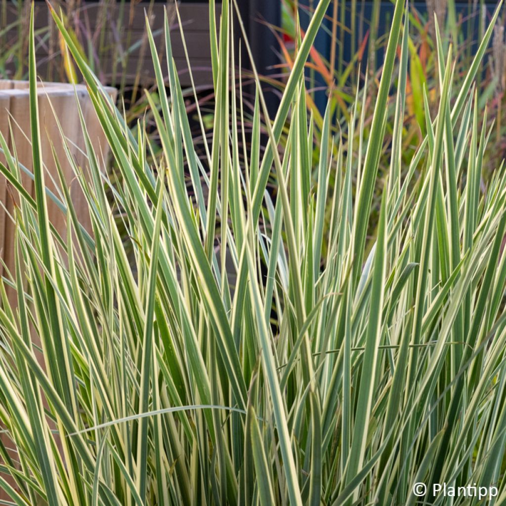 Dietes bicolor Milky Way - African Iris