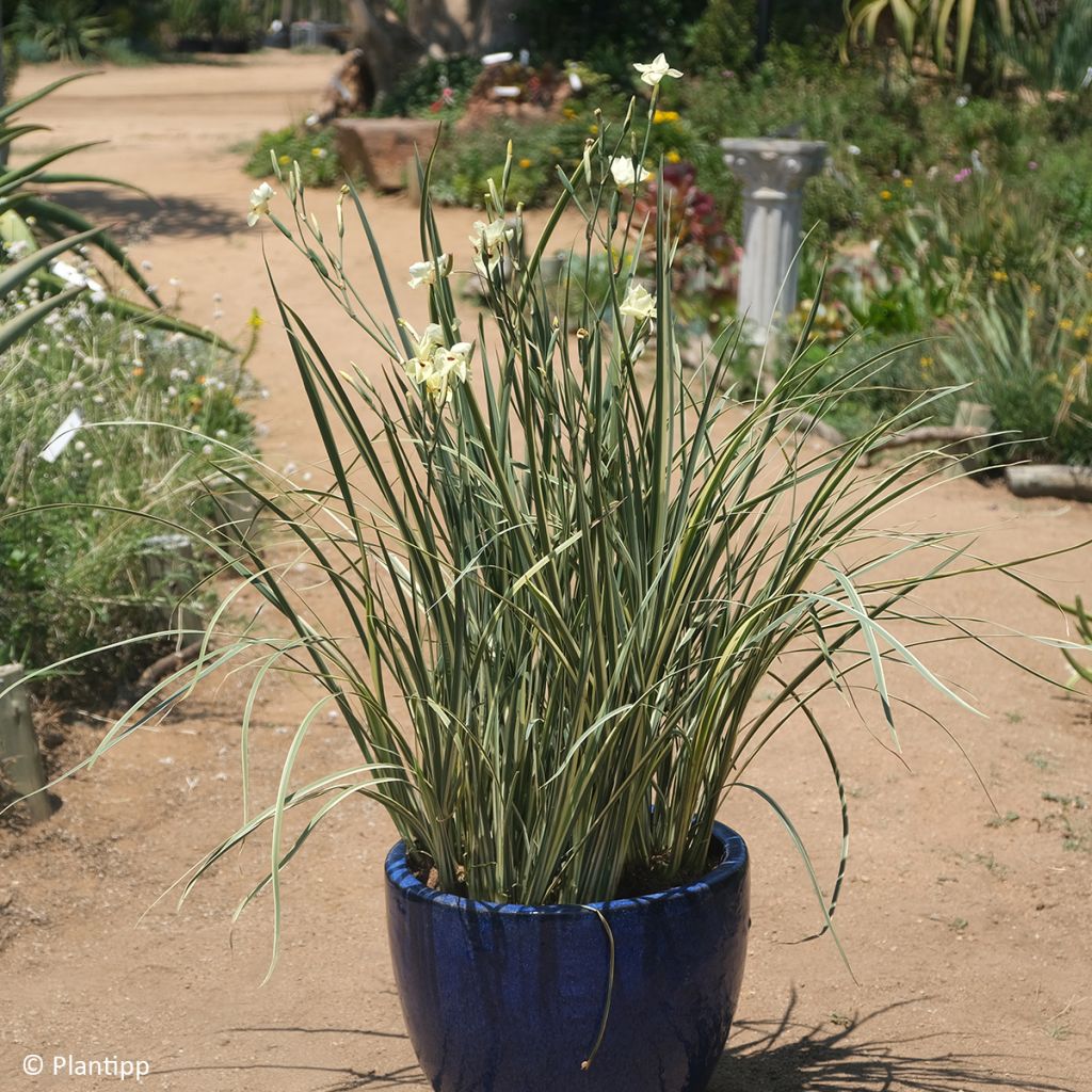 Dietes bicolor Milky Way - African Iris