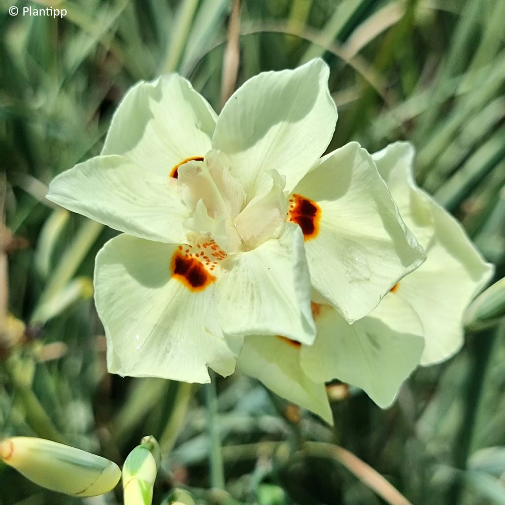 Dietes bicolor Milky Way - African Iris