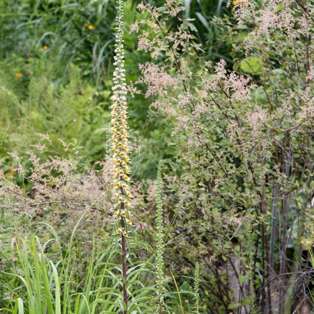 Digitalis ferruginea Gigantea - Foxglove