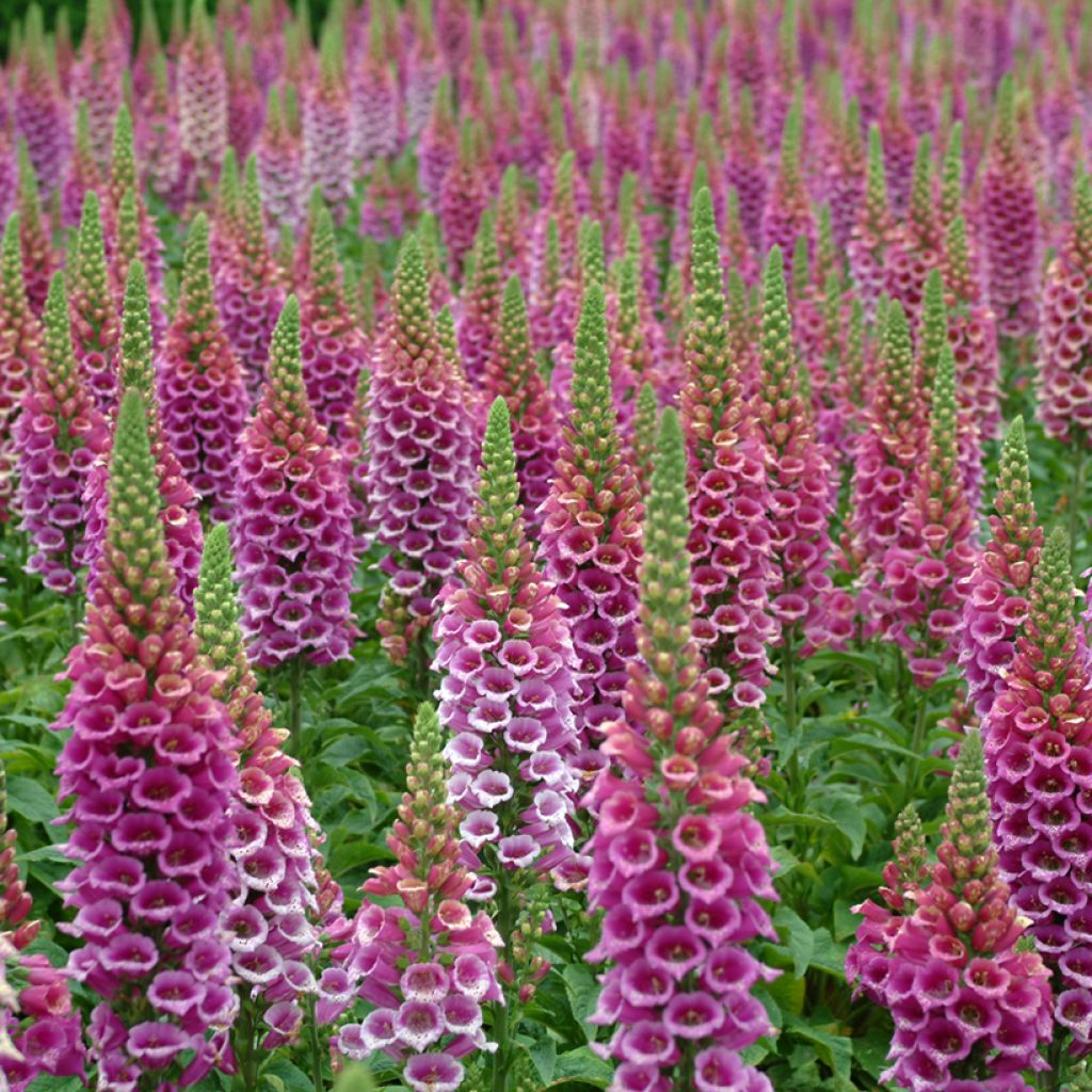 Candy Mountain Foxglove - Digitalis purpurea seeds
