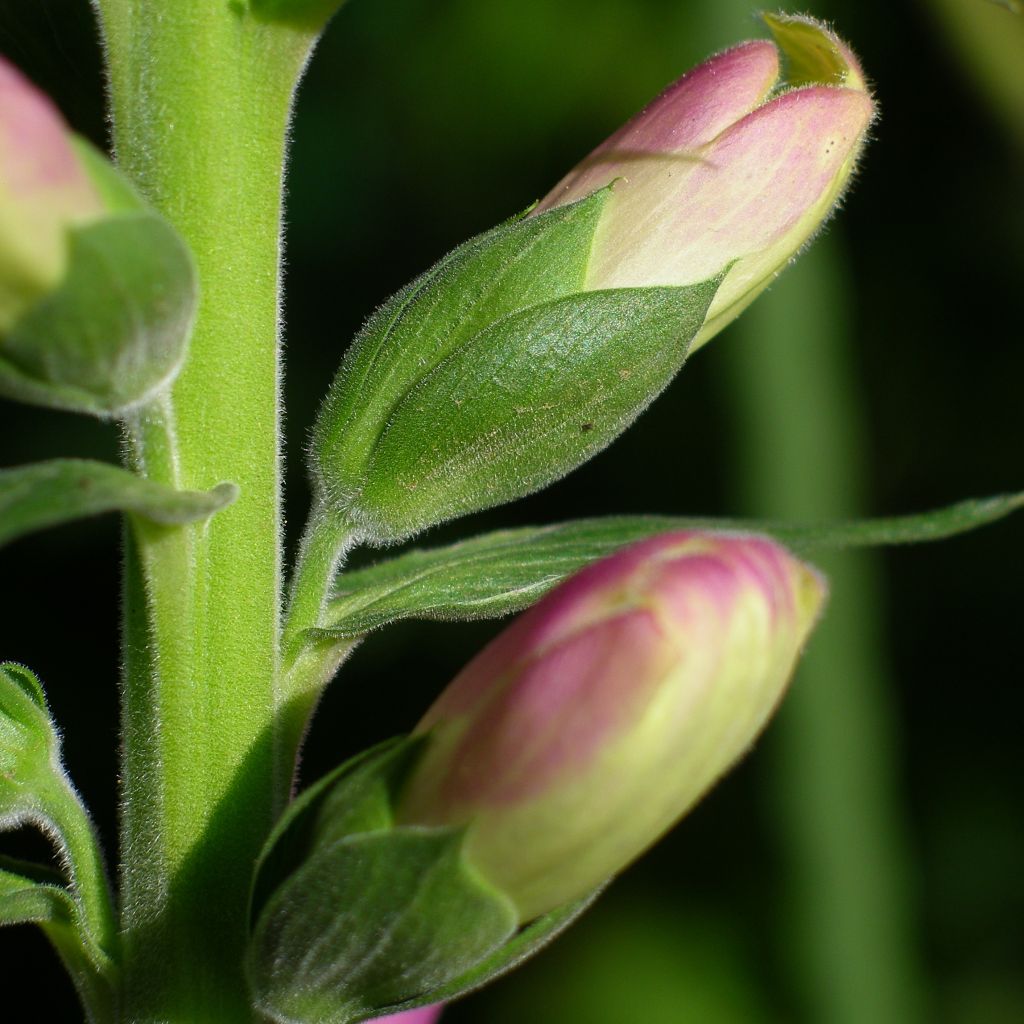 Digitale, Digitalis purpurea ssp. nevadensis