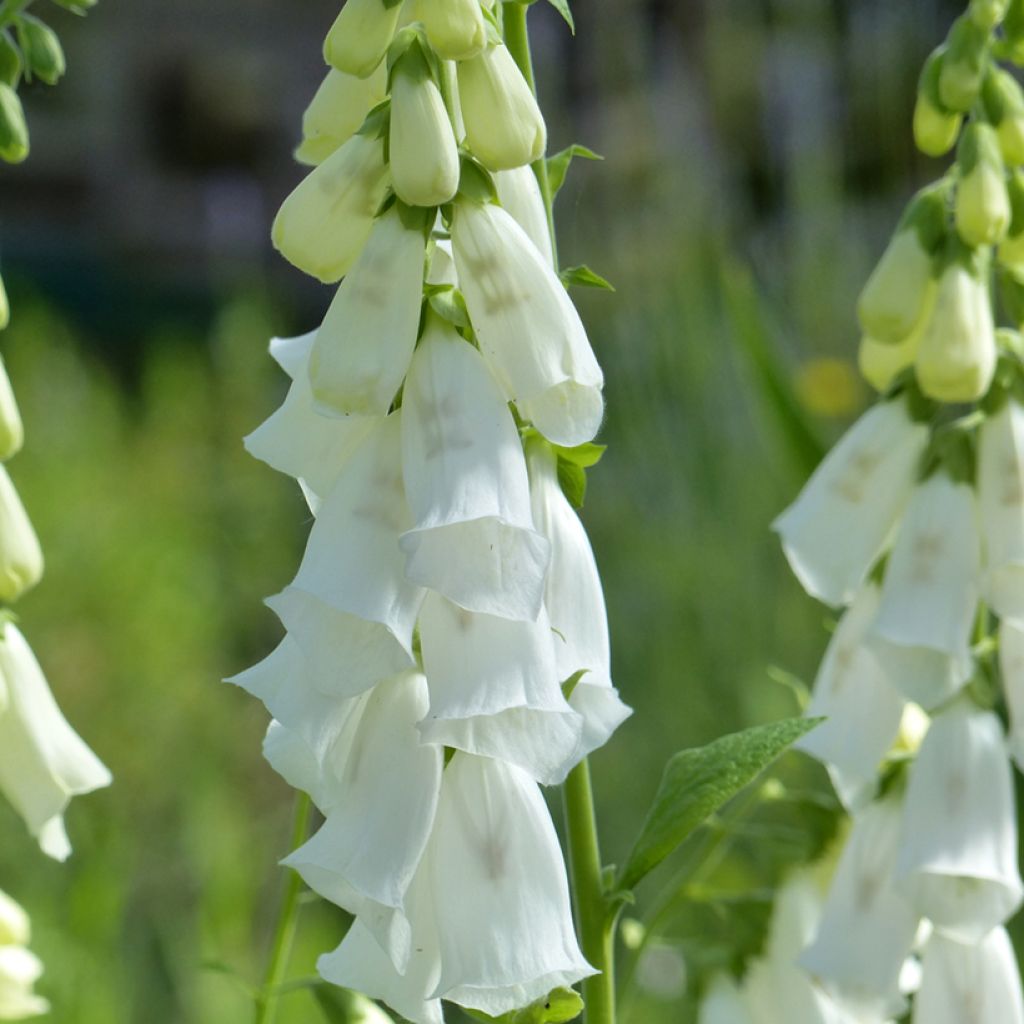 White Foxglove Seeds - Digitalis purpurea var. alba