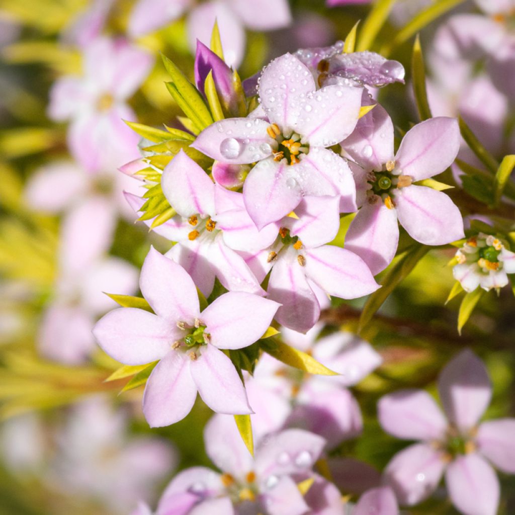 Diosma hirsuta Sunset Gold