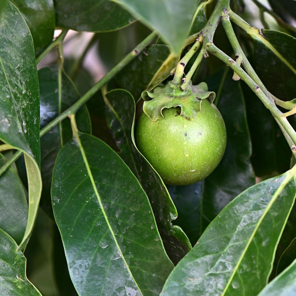Diospyros digyna - Black sapote