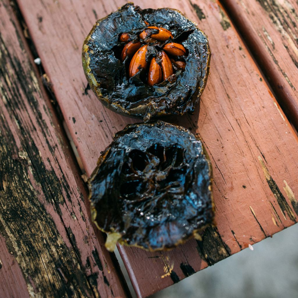 Diospyros digyna - Black sapote