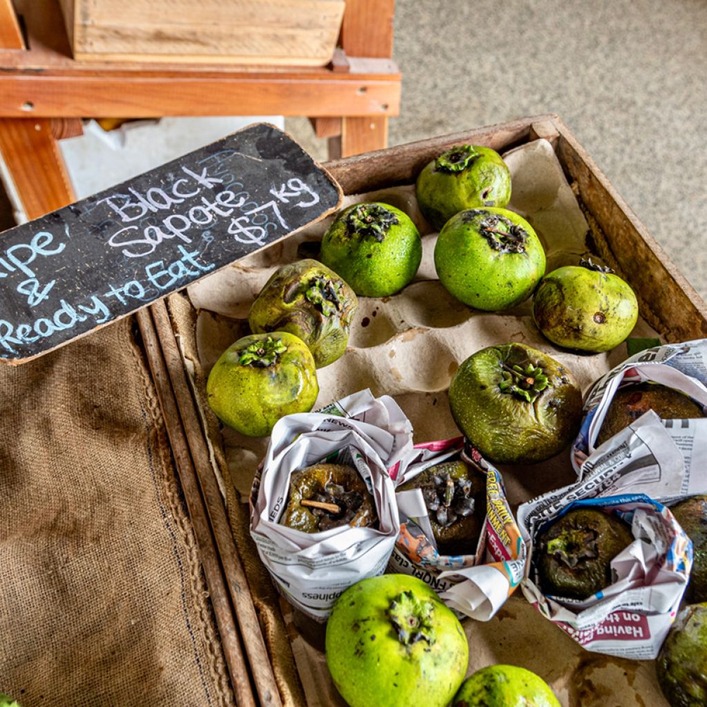 Diospyros digyna - Black sapote