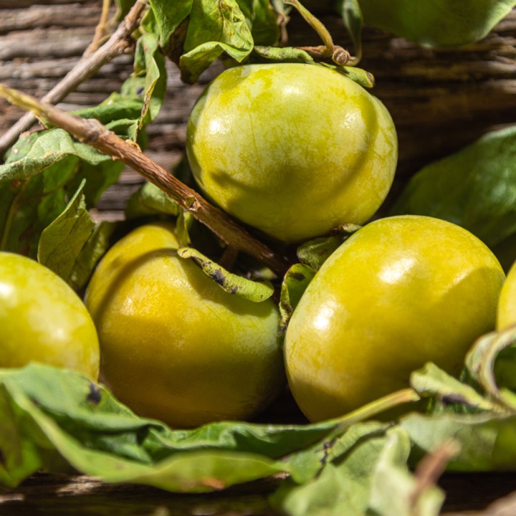 Diospyros digyna - Black sapote