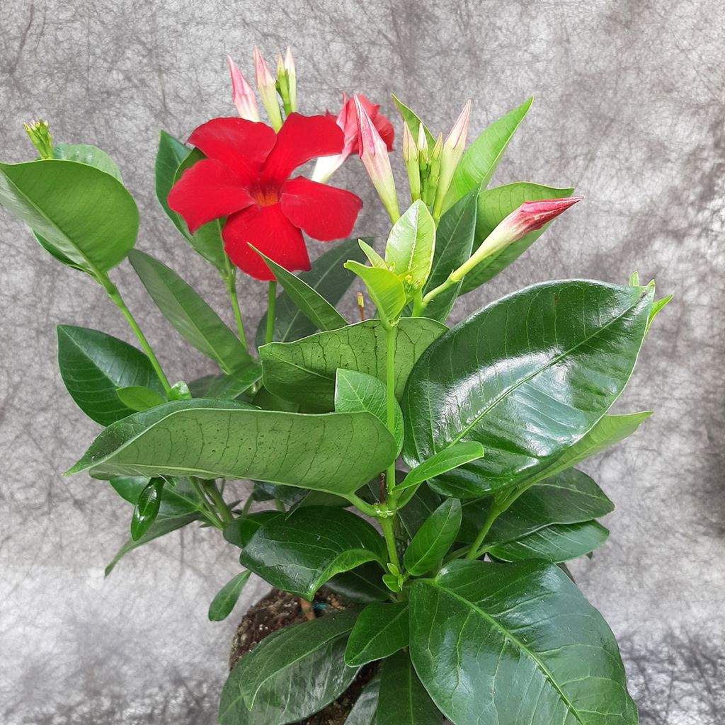 Mandevilla sanderi Diamantina Jade XXL Red