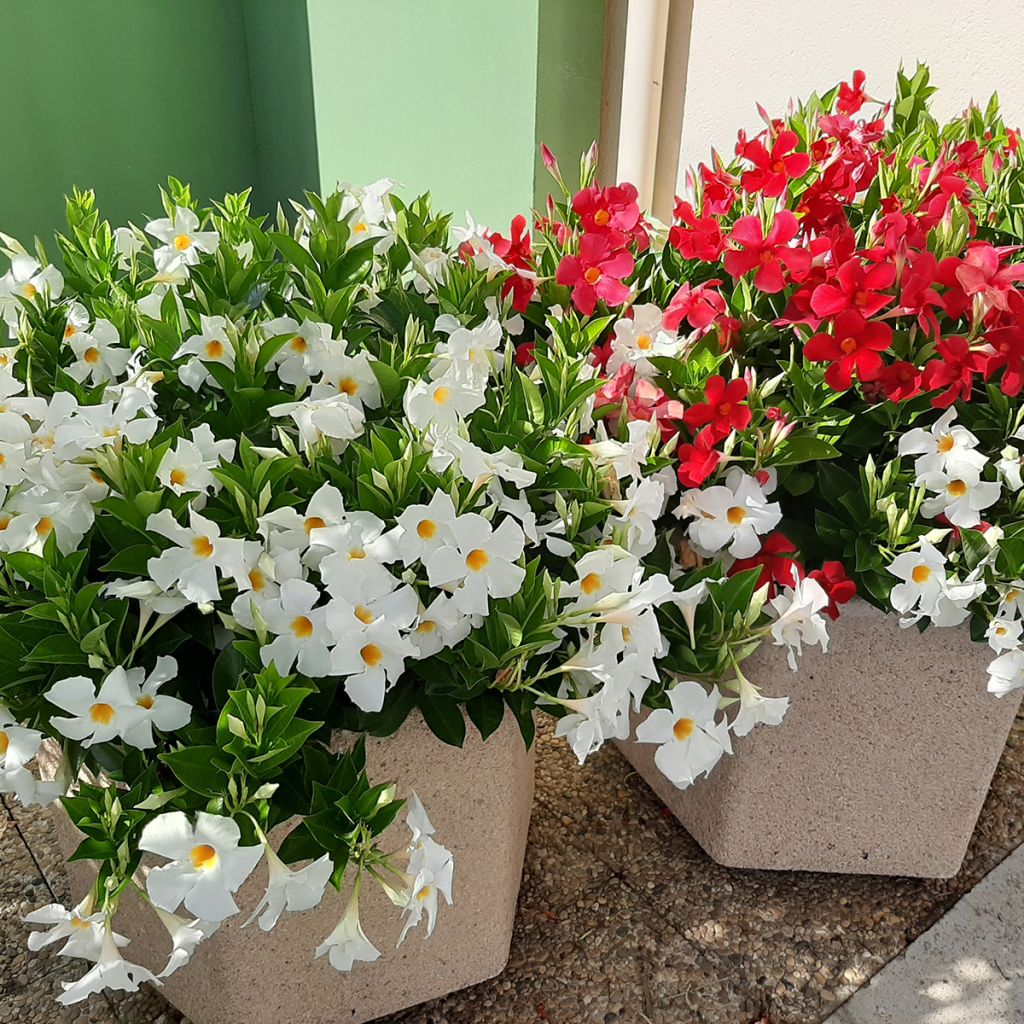 Mandevilla sanderi Diamantina Jade XXL Red