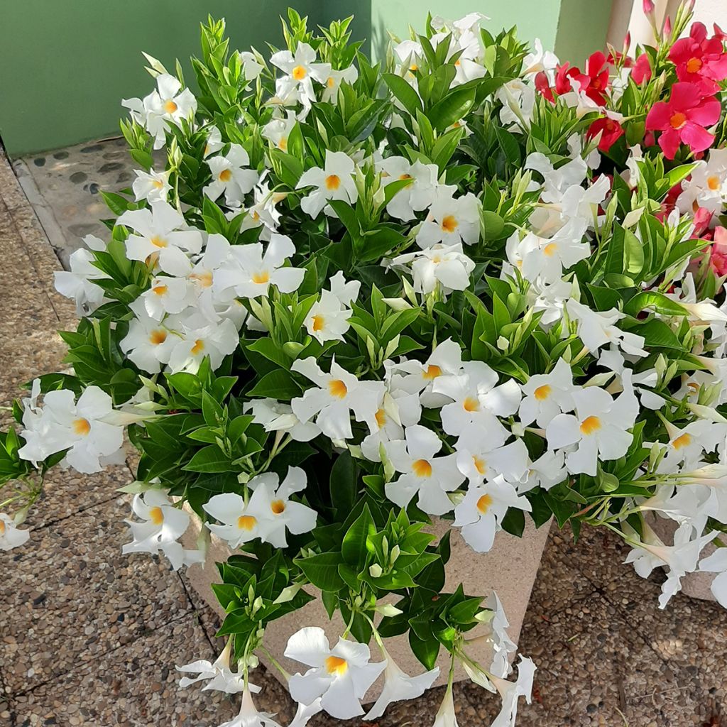 Mandevilla sanderi Diamantina Jade XXL White