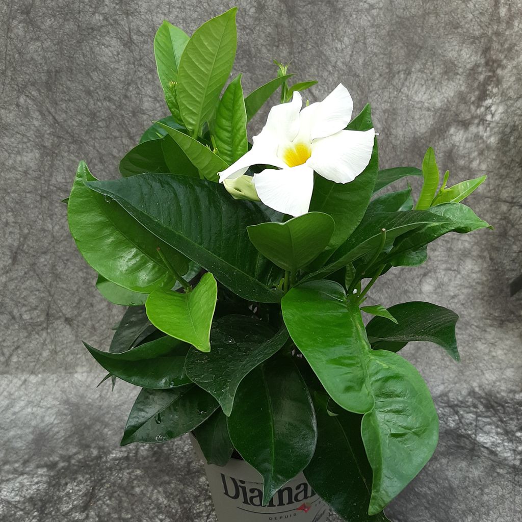 Mandevilla sanderi Diamantina Jade XXL White