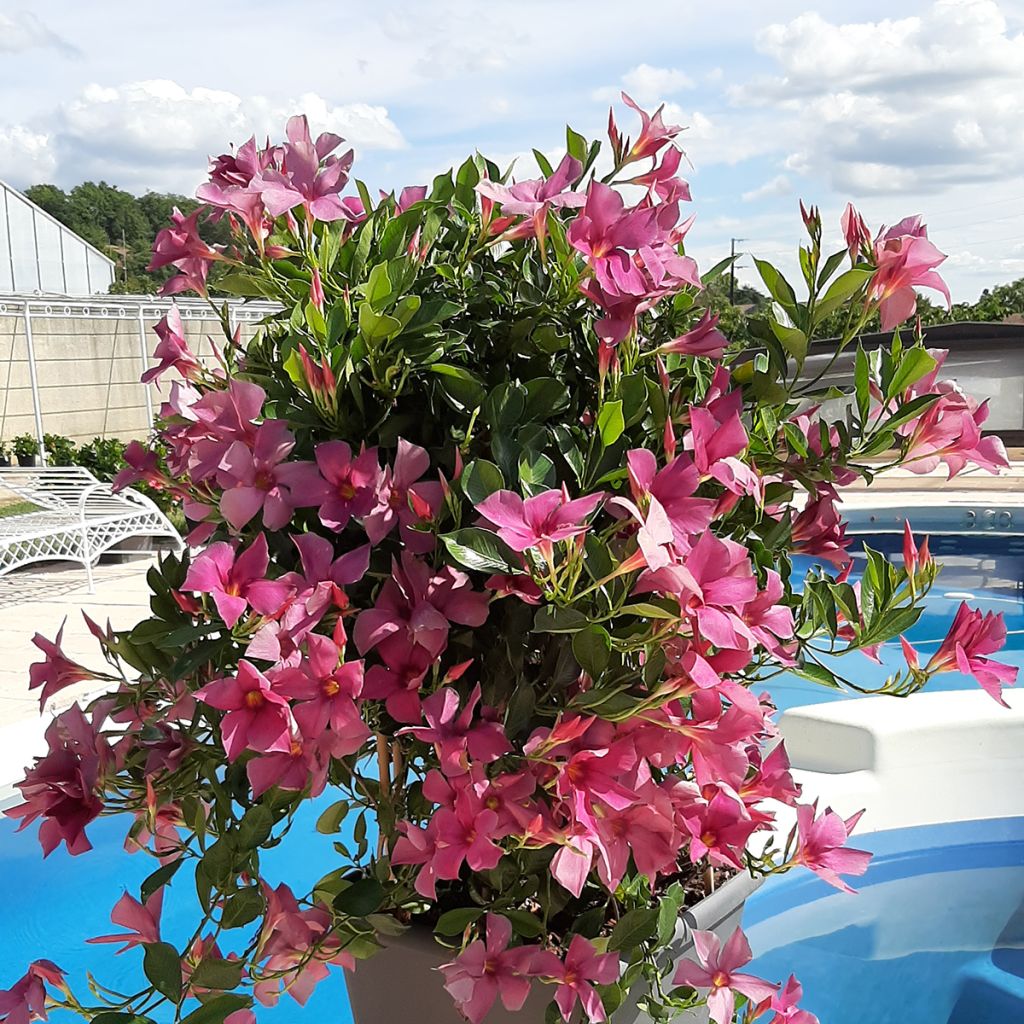 Mandevilla sanderi Diamantina Amethyst Violet