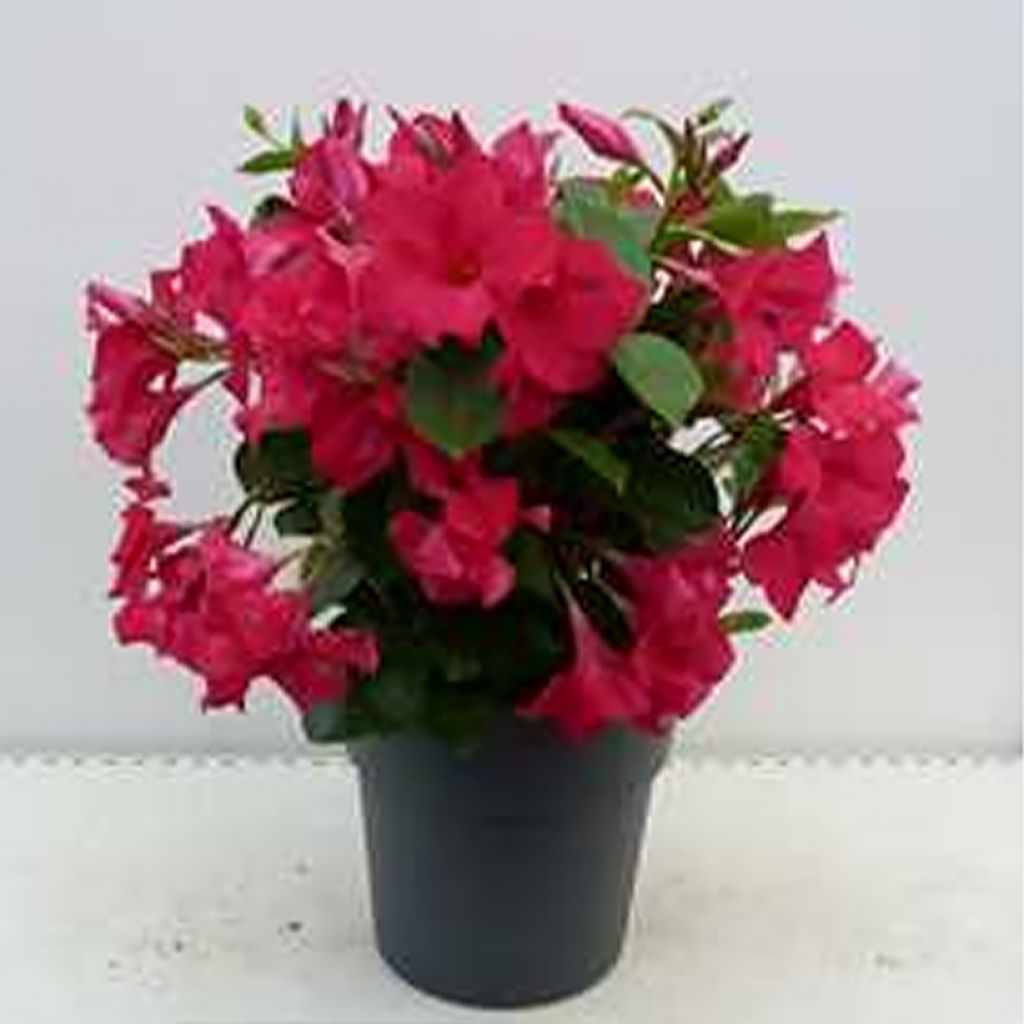 Mandevilla sanderi Diamantina Fuchsia Intense