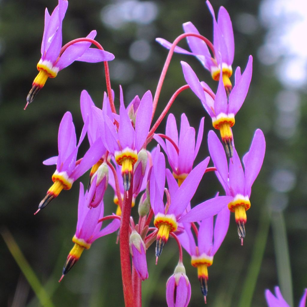 Dodecatheon pulchellum subsp. pulchellum Red Wings