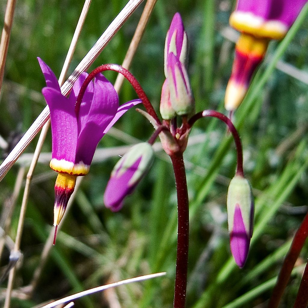 Dodecatheon pulchellum subsp. pulchellum Red Wings