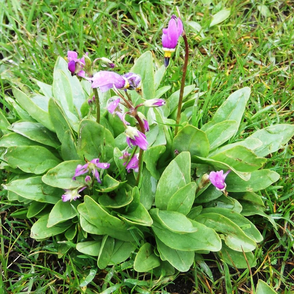 Dodecatheon pulchellum subsp. pulchellum Red Wings