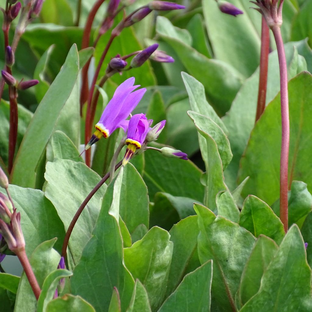 Dodecatheon pulchellum subsp. pulchellum Red Wings