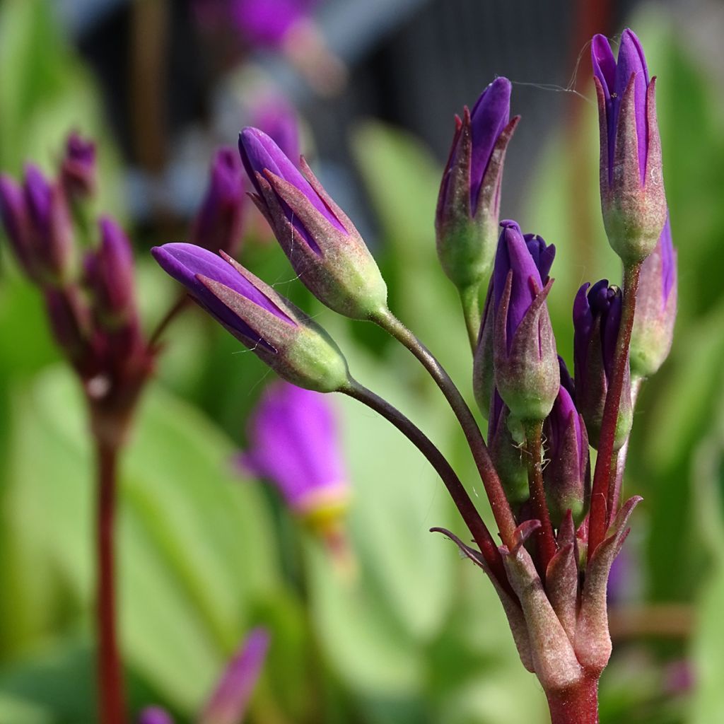 Dodecatheon pulchellum subsp. pulchellum Red Wings