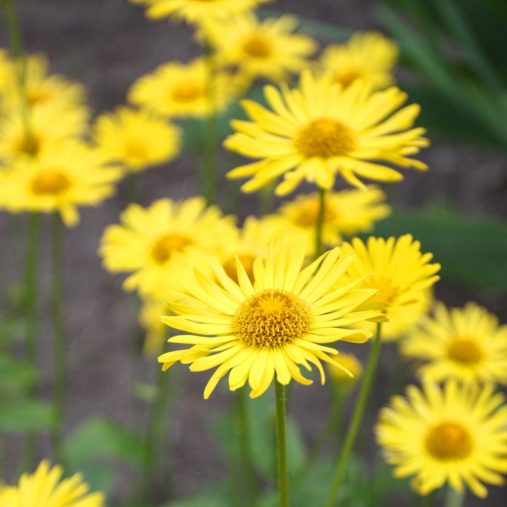 Doronic, Doronicum orientale Finesse