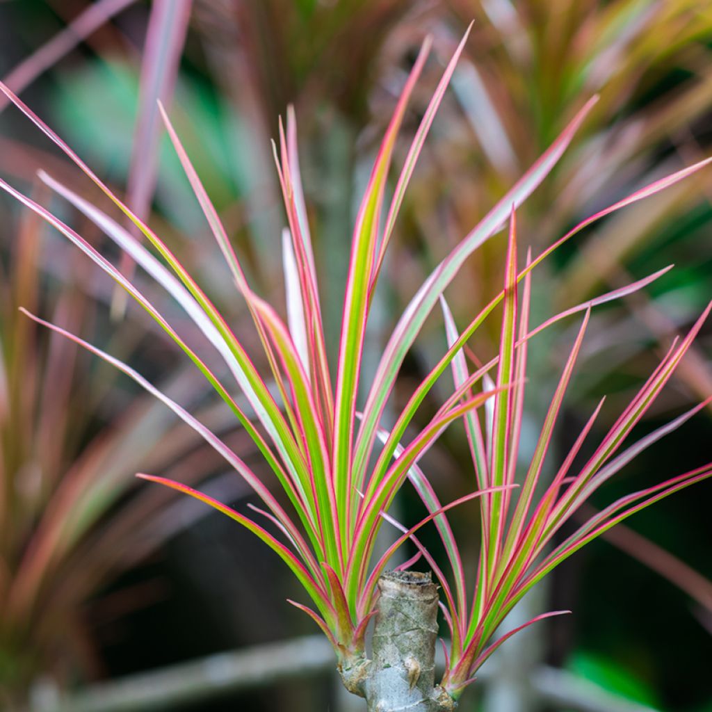 Dracaena reflexa var. angustifolia Bicolour - Dragon tree