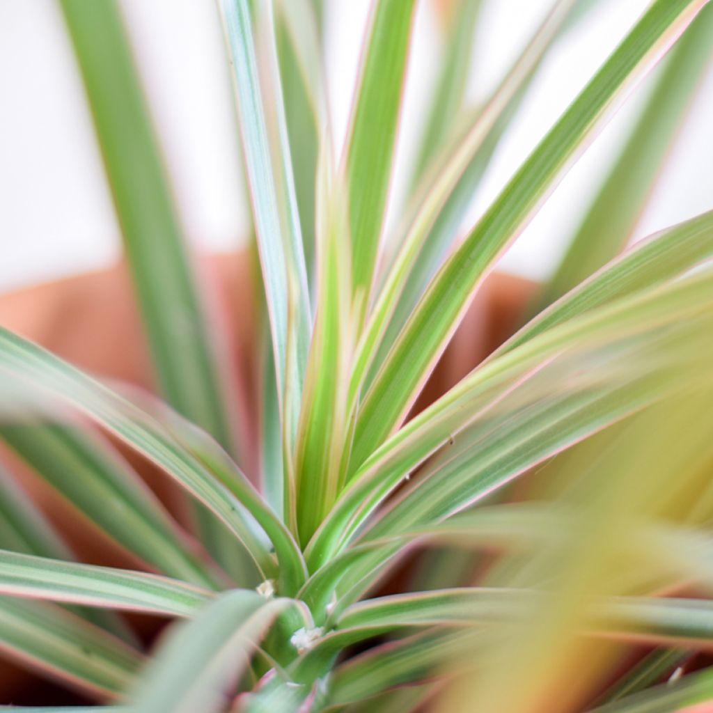 Dracaena reflexa var. angustifolia Bicolour - Dragon tree