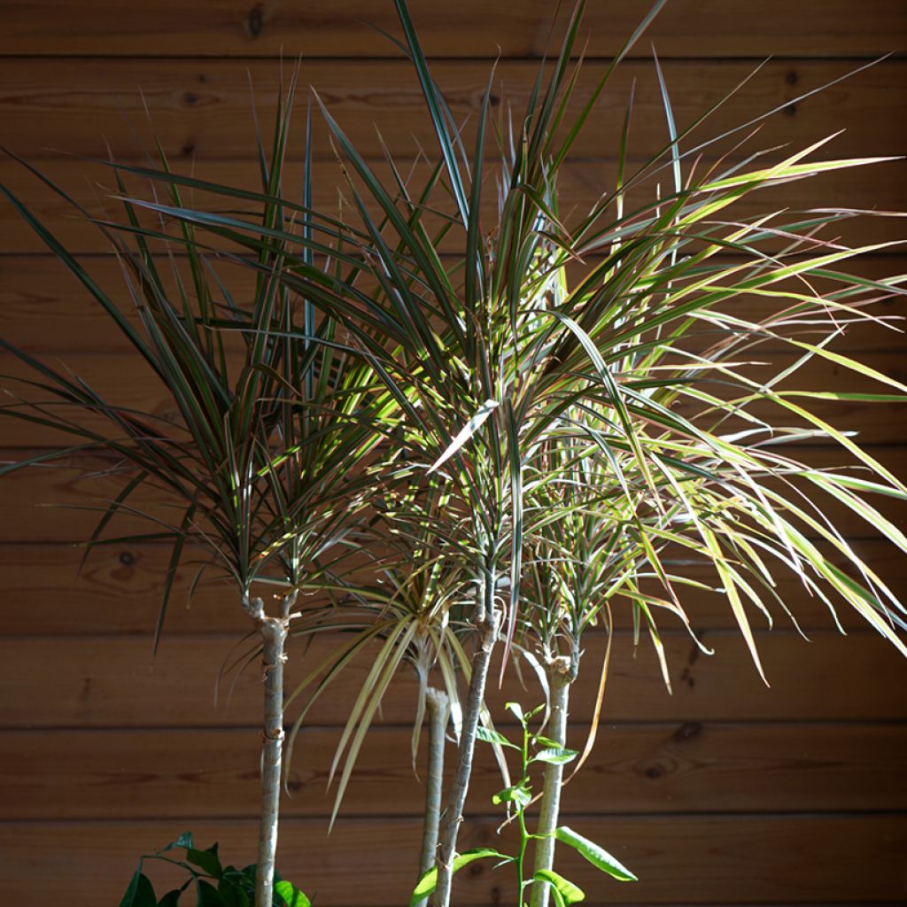 Dracaena reflexa var. angustifolia Bicolour - Dragon tree