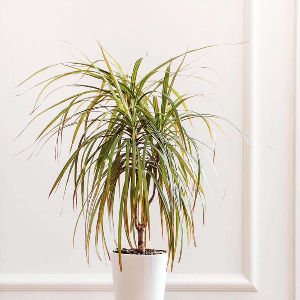 Dracaena reflexa var. angustifolia Bicolour - Dragon tree
