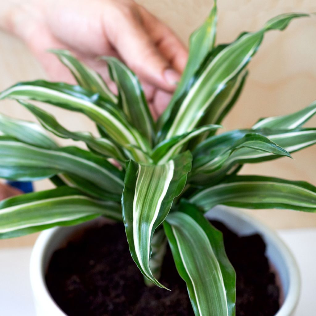 Dracaena fragrans Kanzi - Corn plant
