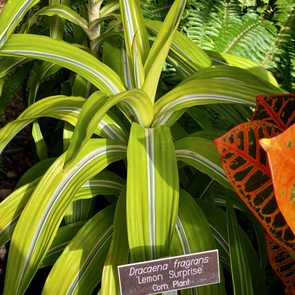 Dracaena fragrans Lemon Surprise - Dragon tree