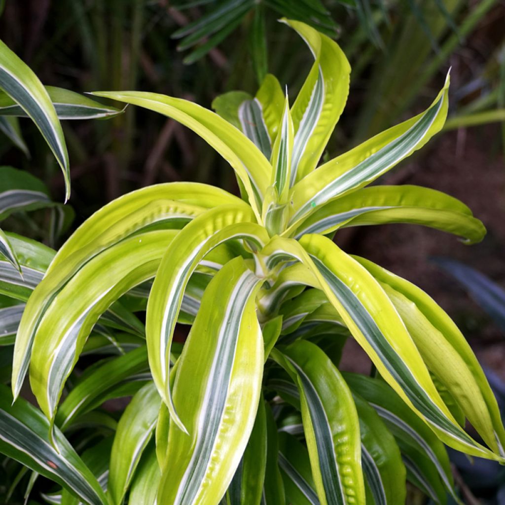Dracaena fragrans Lemon Surprise - Dragon tree