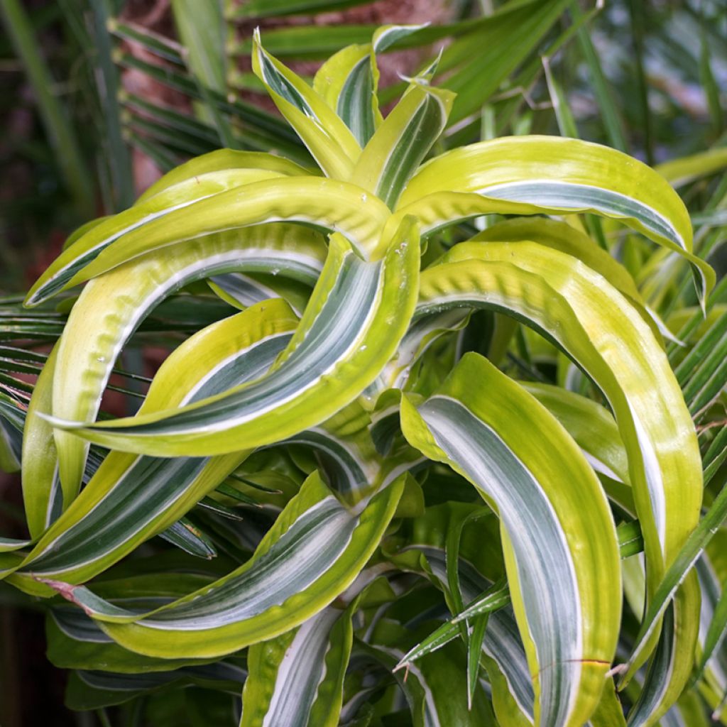 Dracaena fragrans Lemon Surprise - Dragon tree