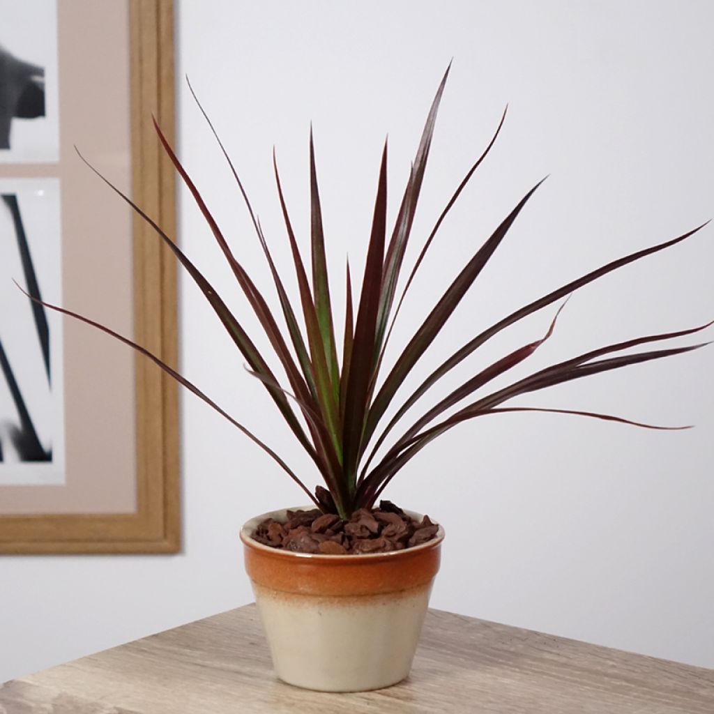 Dracaena reflexa var. angustifolia Magenta - Dragon tree
